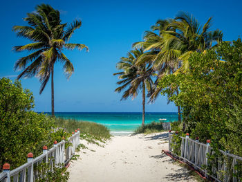 Palm trees on beach