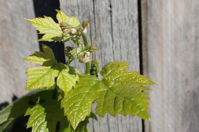 Close-up of green leaves on plant