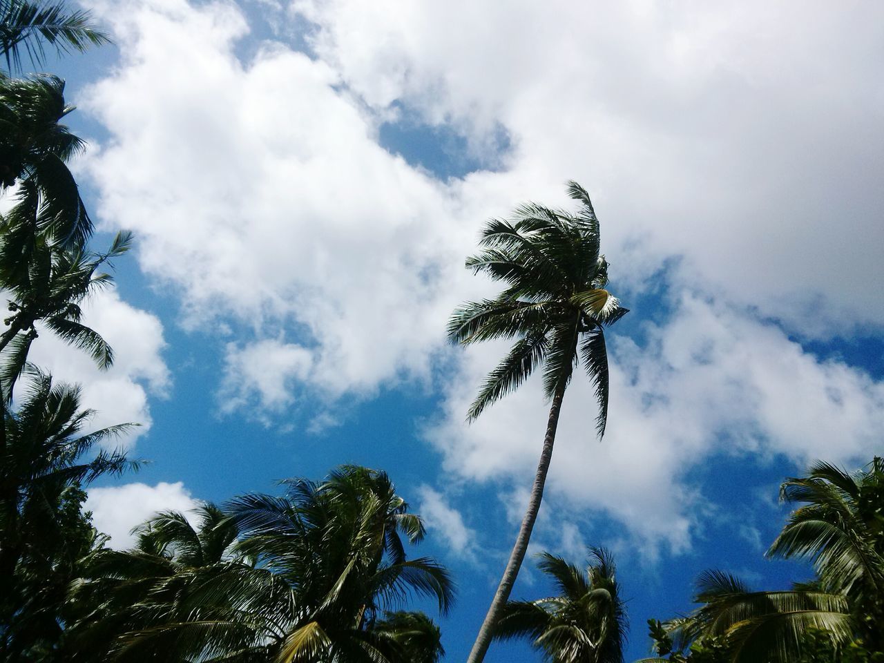 low angle view, tree, sky, cloud - sky, silhouette, palm tree, cloud, cloudy, growth, nature, tranquility, tall - high, branch, tree trunk, day, beauty in nature, outdoors, no people, scenics, tranquil scene