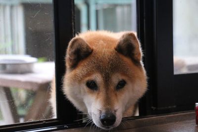 Close-up of dog peeking from window