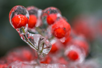 Close-up of frozen red berries during winter