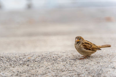 Close-up of a bird perching