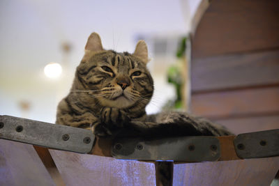 Close-up of cat