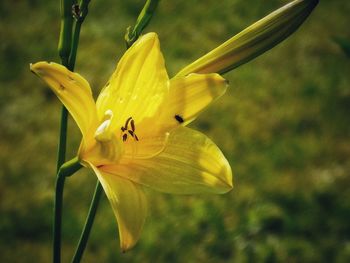 Close-up of yellow lily blooming outdoors