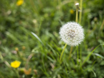 Close-up of dandelion blooming in field