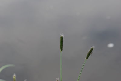 Close-up of fresh green plant