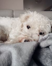 Portrait of dog lying down