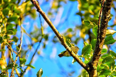 Low angle view of tree branch