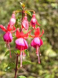 Close-up of red flowers blooming outdoors