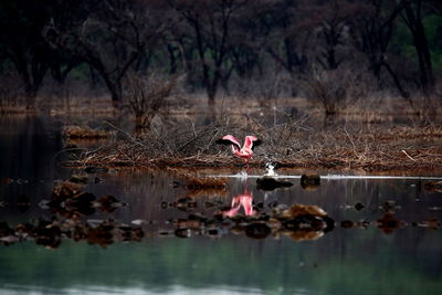 Birds in a lake