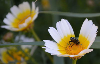 Close-up of insect on flower