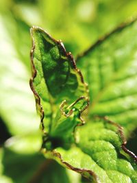 Close-up of plant