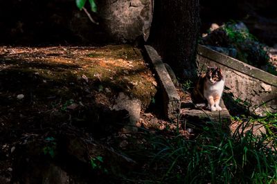 Portrait of cat on tree at night