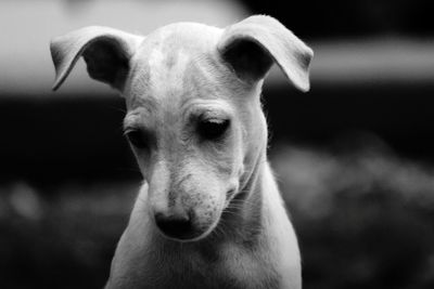 Close-up portrait of dog