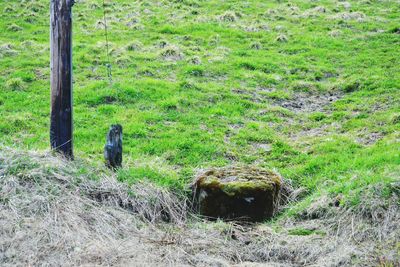 View of a reptile in a field