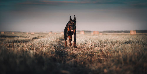 Dog on field