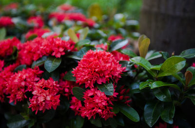 Close-up of red flowering plants