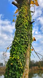 Low angle view of tree trunk against sky