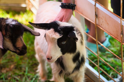 Close-up of goat