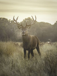 Portrait of elk standing on grassy field