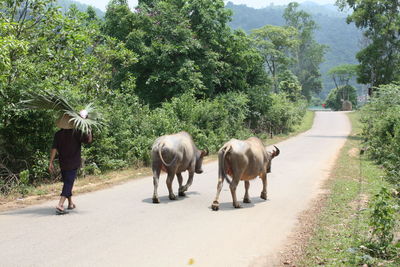 Rear view of man walking with buffaloes on road
