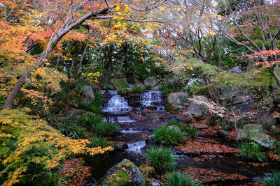 Plants growing by river in forest during autumn