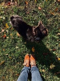 Low section of person with dog on land