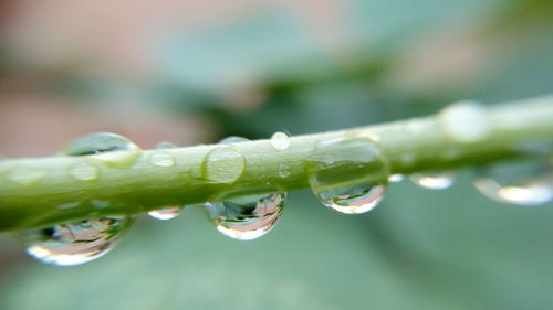 Close-up of water drop on leaf