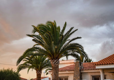 Low angle view of palm tree against sky