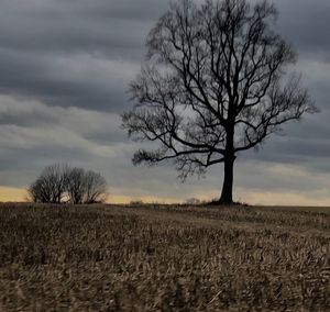 Bare tree on field against sky