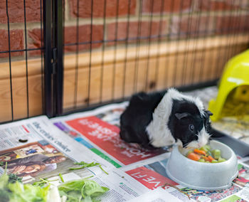 Young black and white male guinea pig eating out of its food bowl in an indoor run