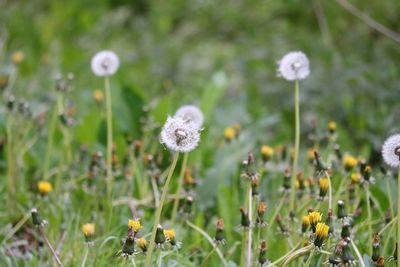 Close-up of white dandelion flowers on field