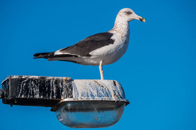 Seagull perching on a bird against blue sky