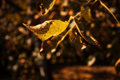 Close-up of dried leaves