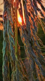 Close-up of branch at sunset