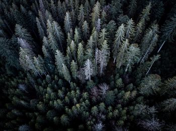 Full frame shot of pine tree