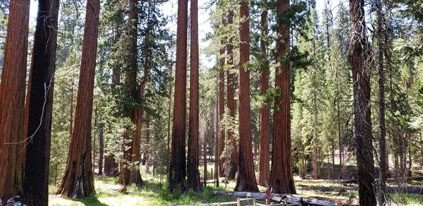 Pine trees in forest