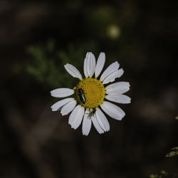 Close-up of white daisy blooming outdoors