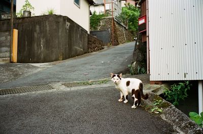 Dog on road