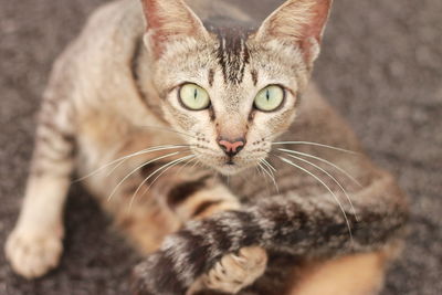 Close-up portrait of a cat