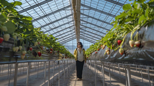 Woman is standing in the greenhouse of strawberry