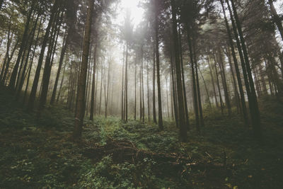 Trees in forest