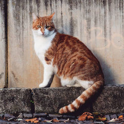 Cat sitting on wall