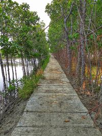 Footpath amidst trees in forest