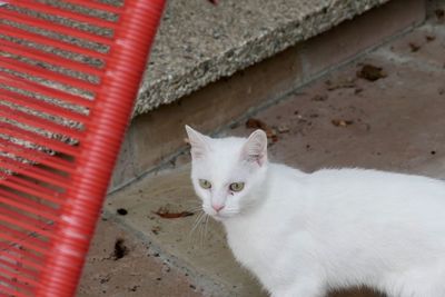 High angle view portrait of white cat