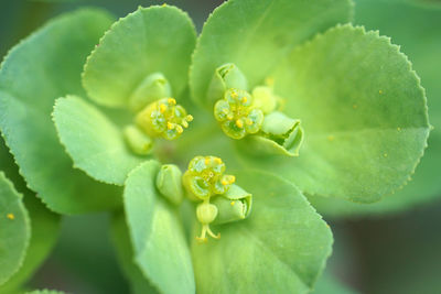 Close-up of yellow flowers