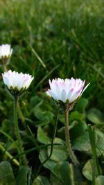 Close-up of white flower blooming outdoors