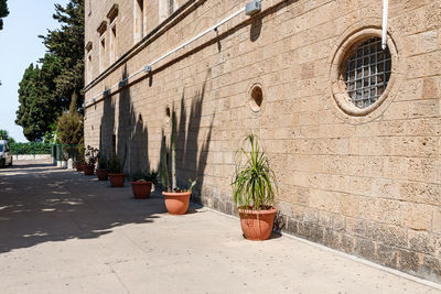 Potted plants on wall by street against building