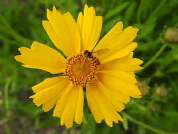 Close-up of insect on yellow flower