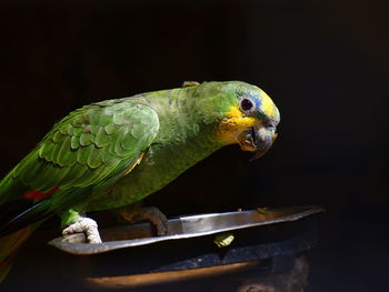 Close-up of bird perching on branch at night